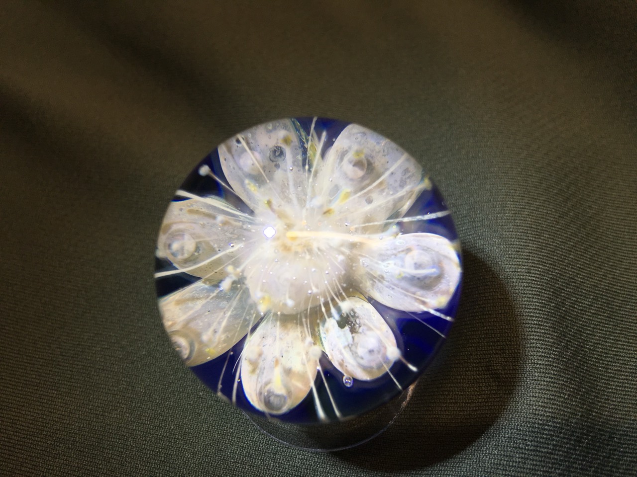 Peach Blossom: Full front view of the blossom with translucent curling petals and delicate pale filaments