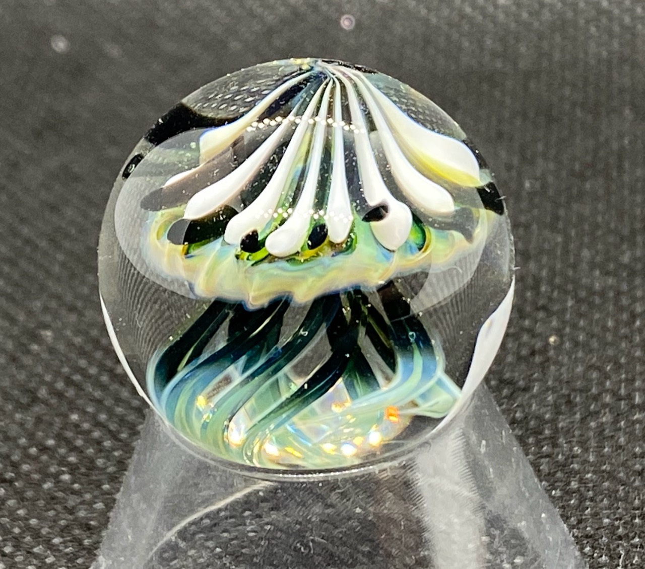 UV Jellyfish Pocket Marble: Jellyfish pocket marble in ordinary light, with a striped white bell and flowing blue-green tentacles